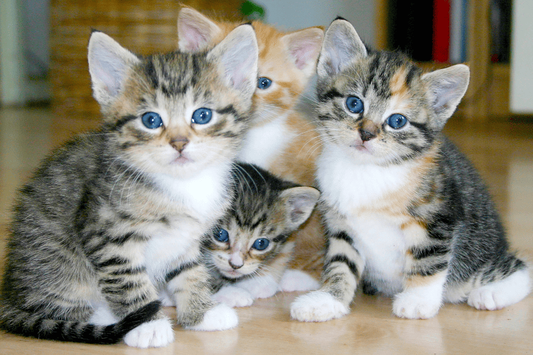 Yass Valley Cat Rescue